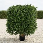 Artificial Boxwood Square Topiary, 25 x 18 Inches