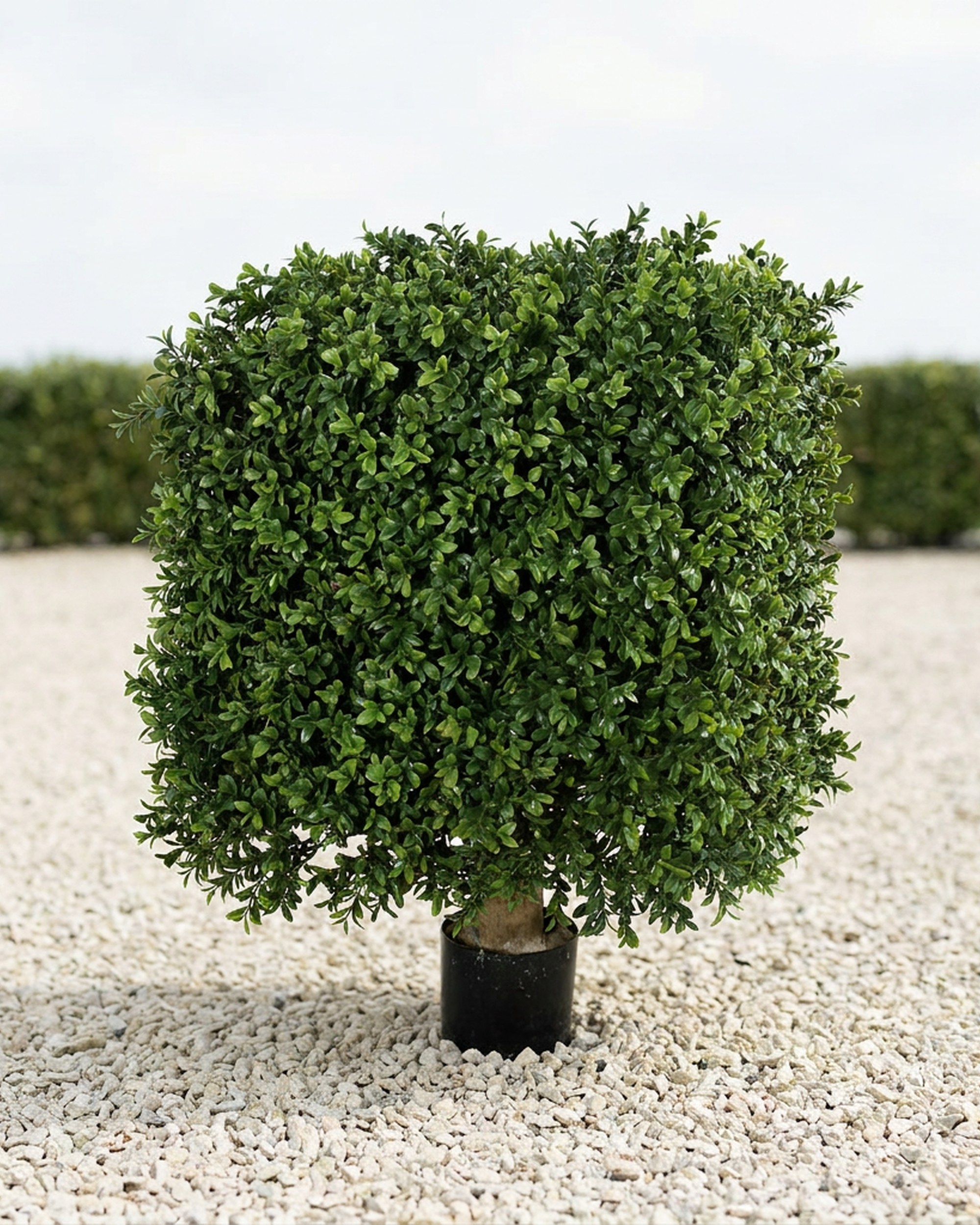 Boxwood Square Topiary, Artificial, 25 x 18 in
