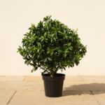 29-Inch UV Sweet Bay Bush Topiary