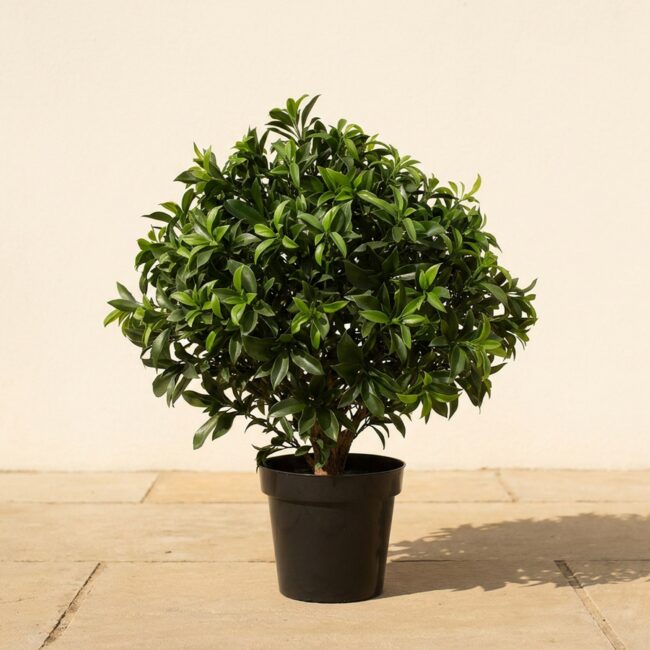 29-Inch UV Sweet Bay Bush Topiary