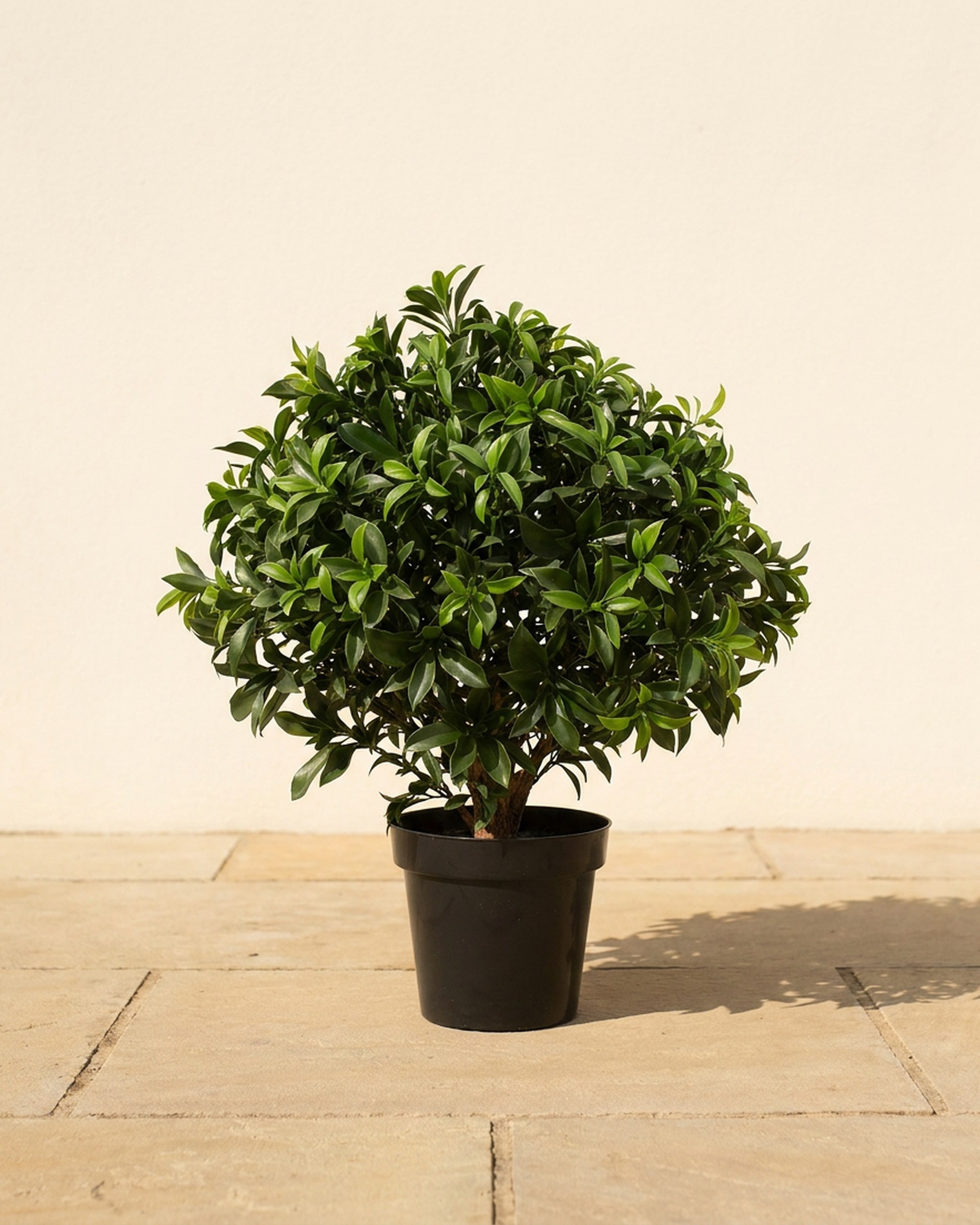 29-Inch UV Sweet Bay Bush Topiary 29-Inch UV Sweet Bay Bush Topiary
