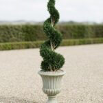 Double Spiral Cypress Topiary, 3-4 ft