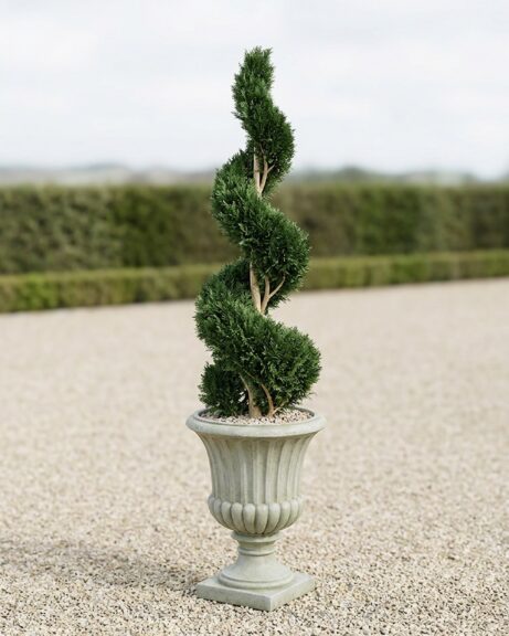 Double Spiral Cypress Topiary, 3-4 ft