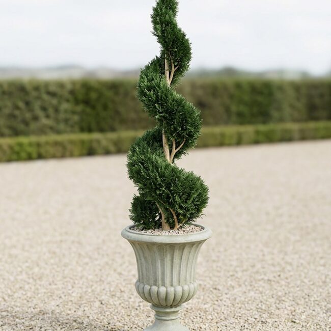 Double Spiral Cypress Topiary, 3-4 ft