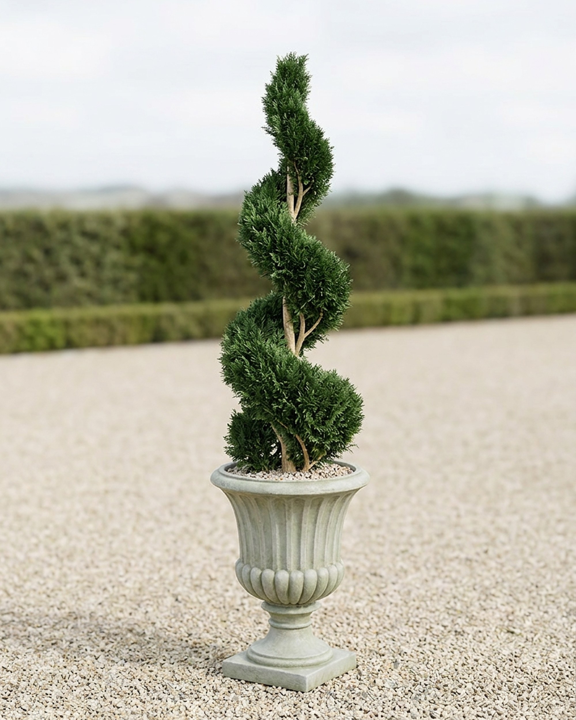 Double Spiral Cypress Topiary, 3-4 ft Double Spiral Cypress Topiary, 3-4 ft
