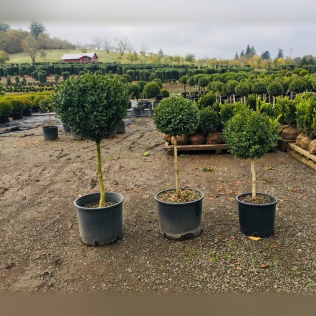 Boxwood Ball on a Stem Topiary, 23–33 in