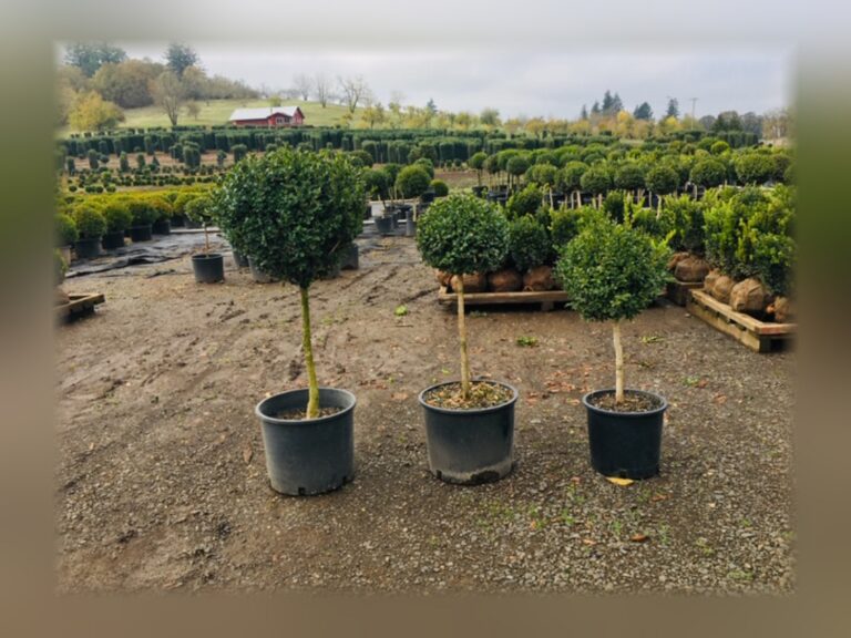 Home & garden topiary by TopiaryTree