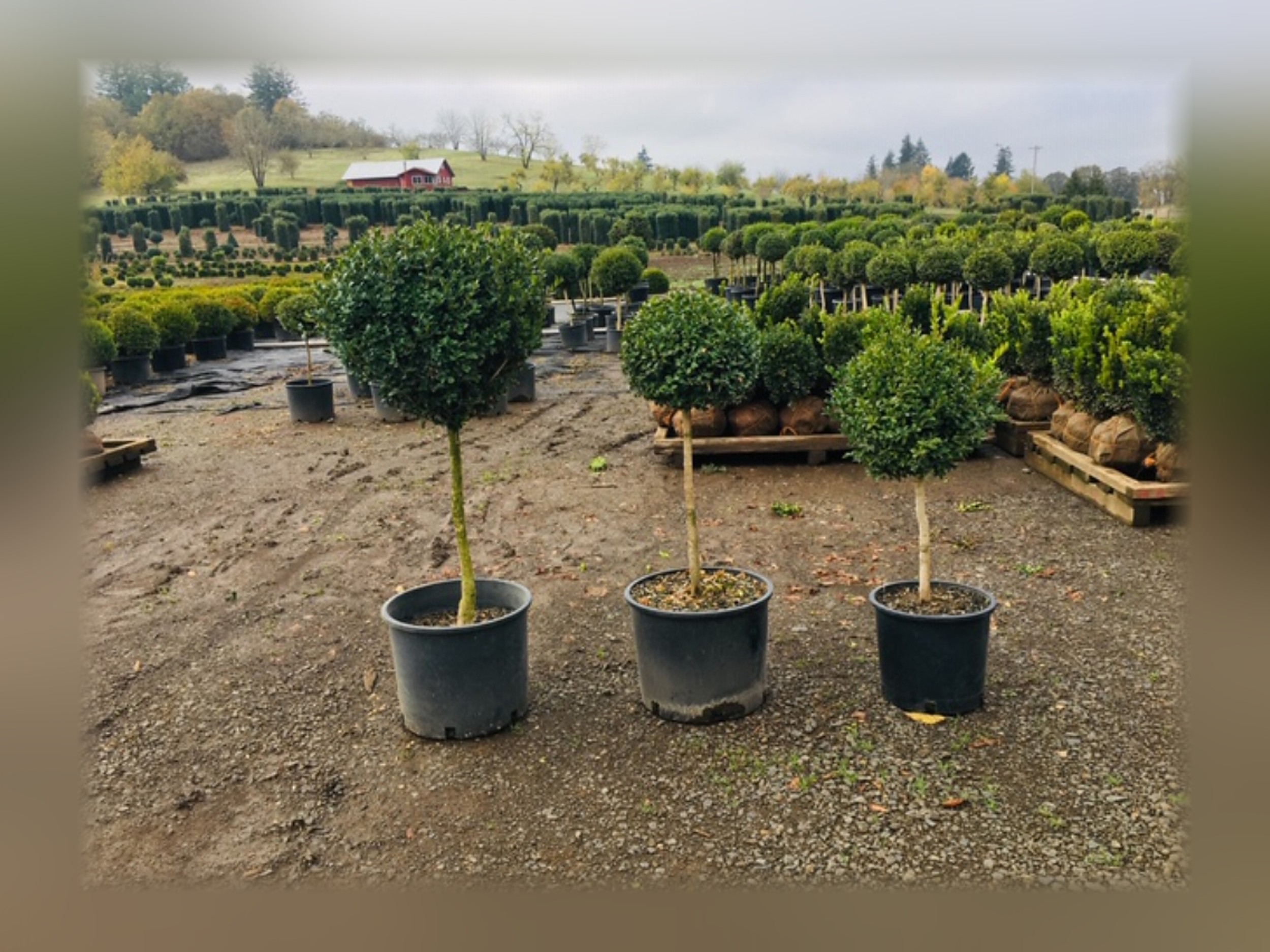 Boxwood Ball on a Stem Topiary, 23–33 in Boxwood Ball on a Stem Topiary, 23–33 in