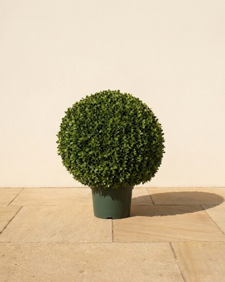32 inch Potted Japanese Boxwood Ball Topiary