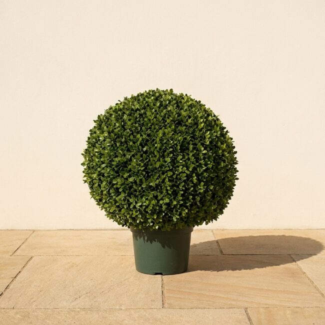 32 inch Potted Japanese Boxwood Ball Topiary