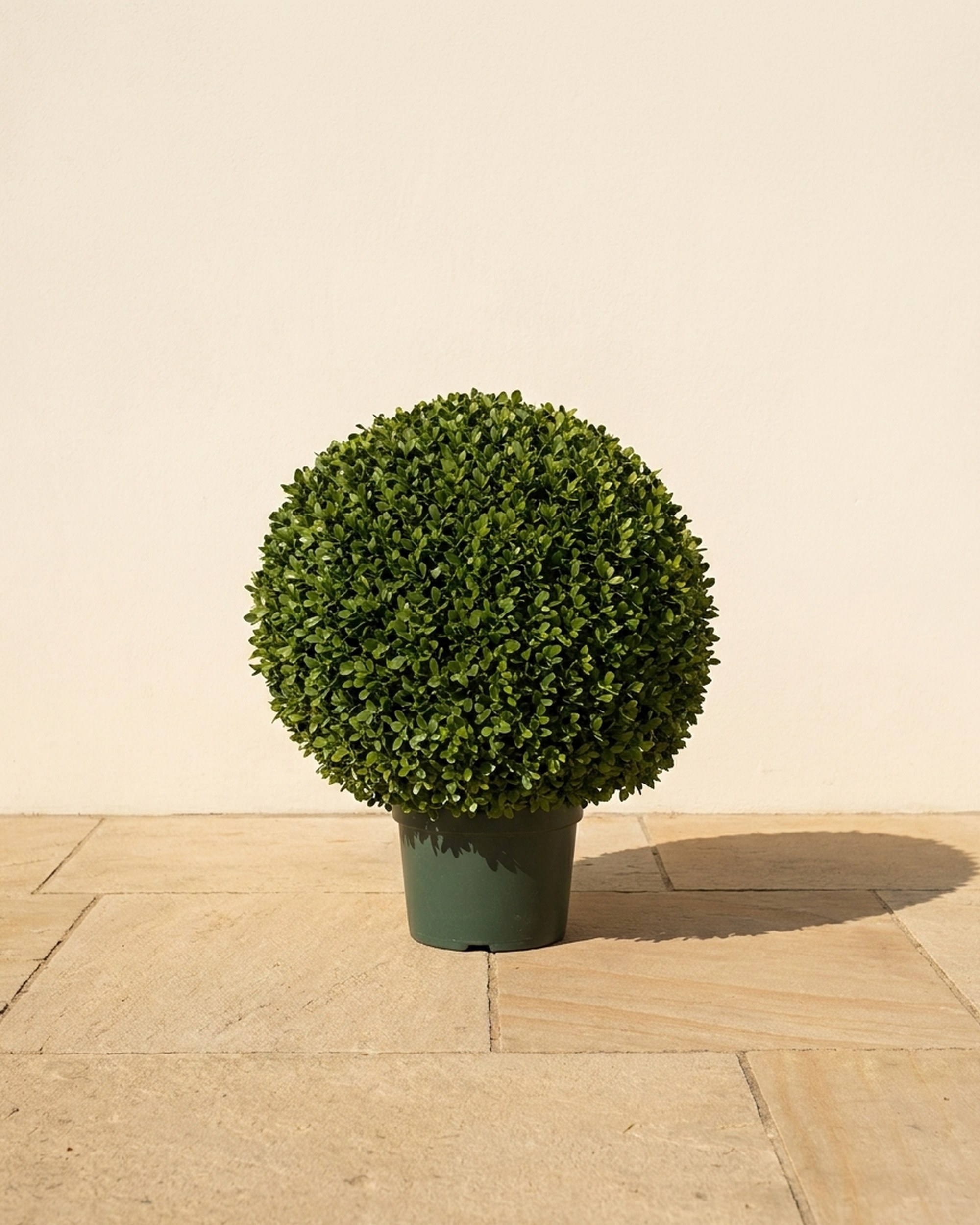 Potted Japanese Boxwood Ball Topiary, 32 in Potted Japanese Boxwood Ball Topiary, 32 in