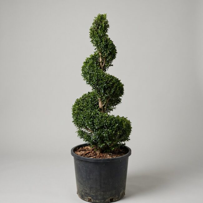 Live Boxwood Spiral Topiary, 30-36 in
