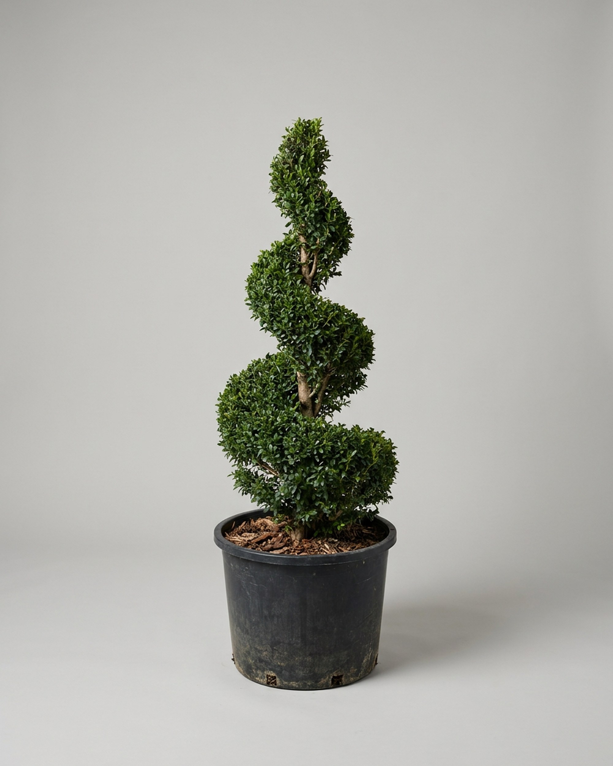 Live Boxwood Spiral Topiary, 30-36 in Live Boxwood Spiral Topiary, 30-36 in