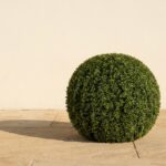 Artificial UV Boxwood Ball Topiary, 36 Inch