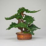 Vintage Bonsai Preserved Topiary, 36 Inch