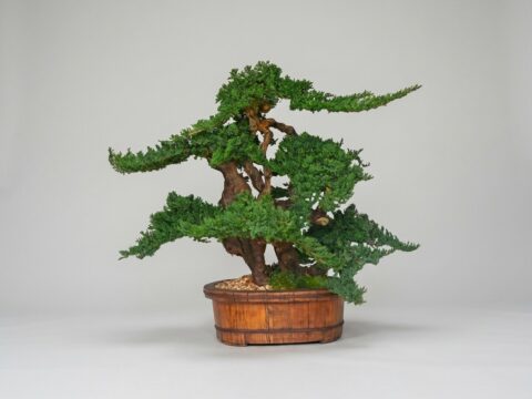 Vintage Bonsai Topiary, Preserved, 36 in