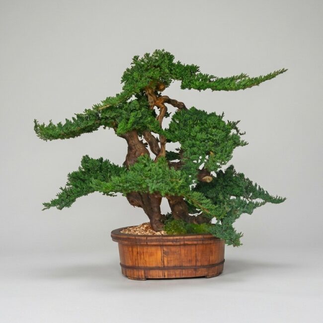 Vintage Bonsai Preserved Topiary, 36 Inch