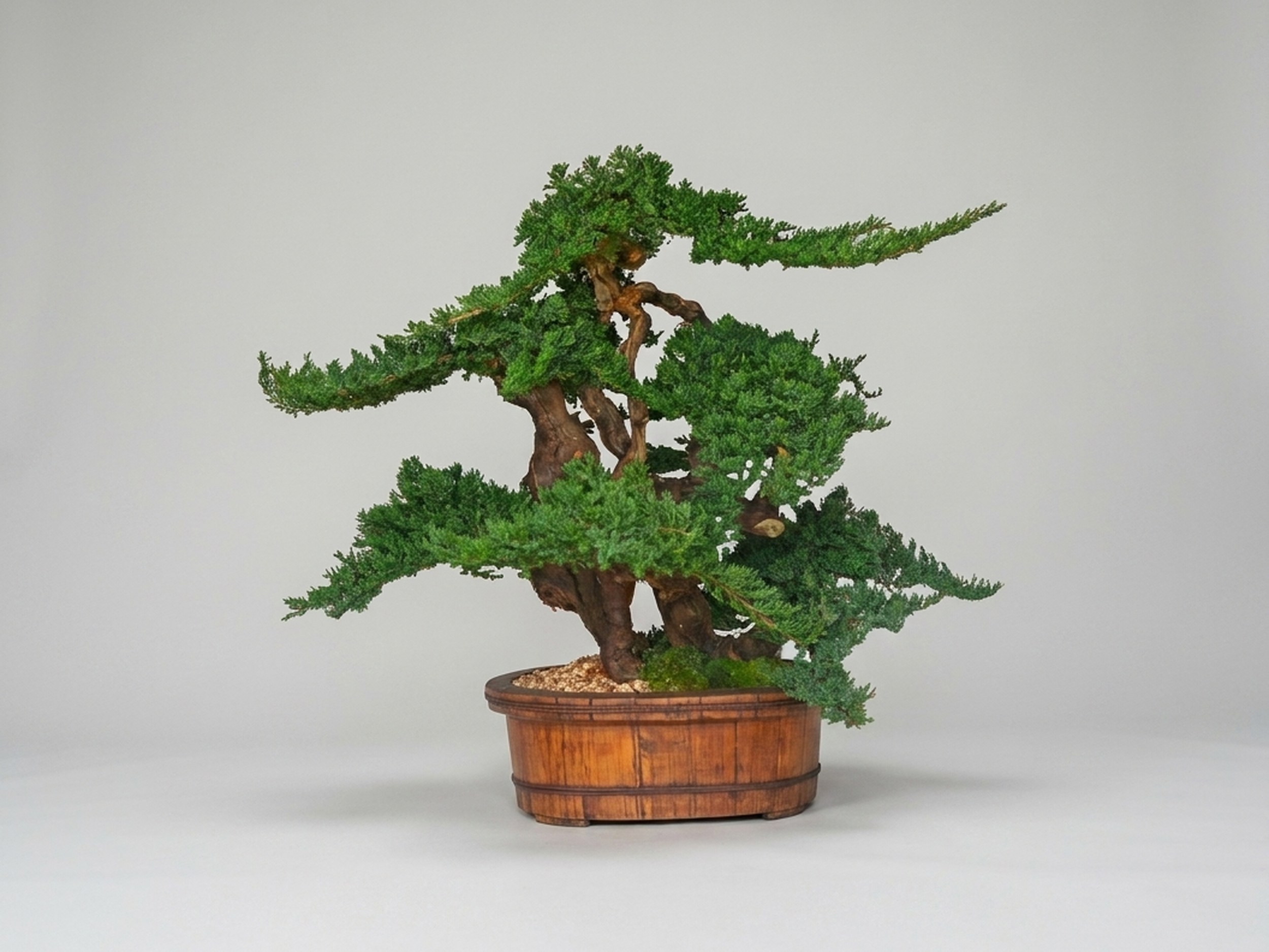 Vintage Bonsai Topiary, Preserved, 36 in