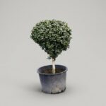 Boxwood Ball on Stem Topiary, 38-41 In