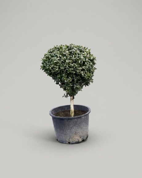Boxwood Ball on Stem Topiary, 38-41 In