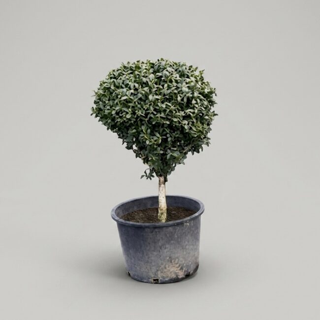 Boxwood Ball on Stem Topiary, 38-41 In