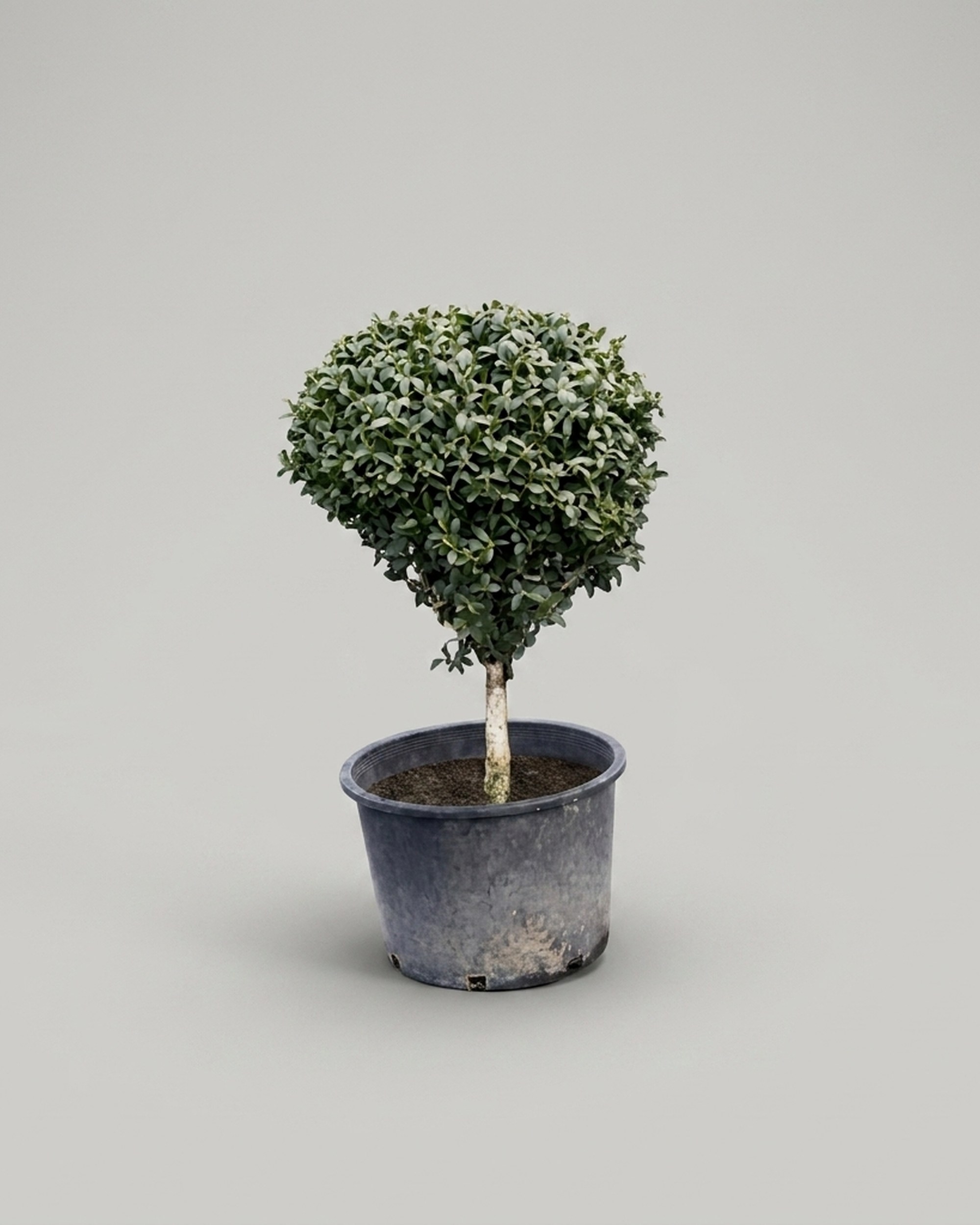 Boxwood Ball On Stem Topiary, 38–41 in