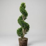 Live Boxwood Spiral Topiary, 38-42 Inch