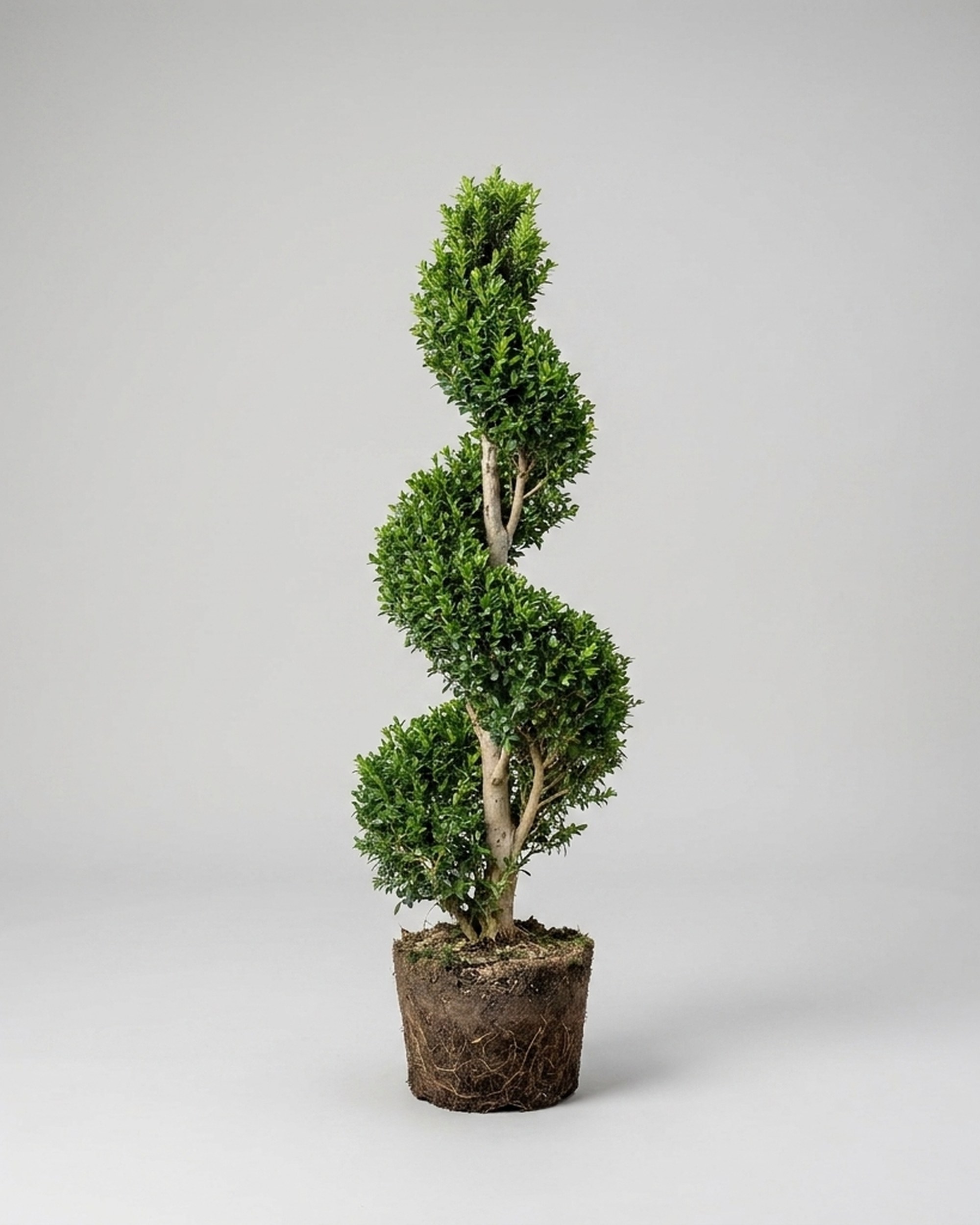 Live Boxwood Spiral Topiary, 38-42 Inch Live Boxwood Spiral Topiary, 38-42 Inch