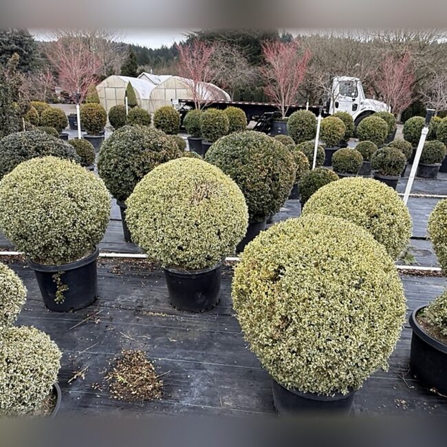 Variegated Boxwood Ball Topiary, 41-43 In