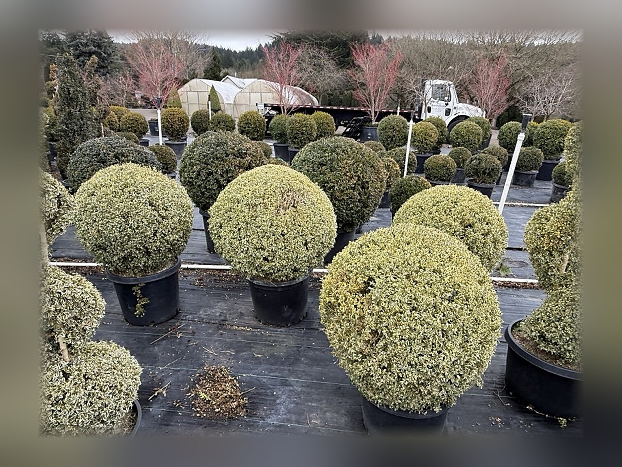 Variegated Boxwood Ball Topiary, 41-43 In Variegated Boxwood Ball Topiary, 41-43 In