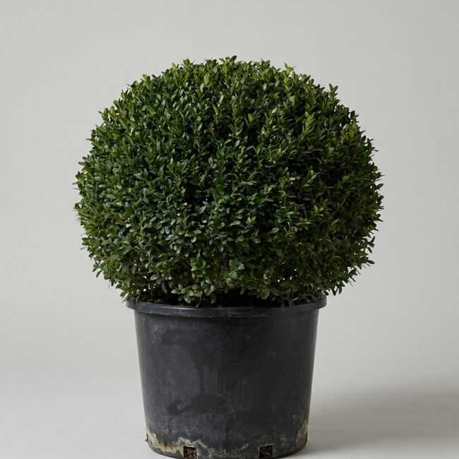 Live Wintergem Boxwood Ball Topiary, 34-38 in