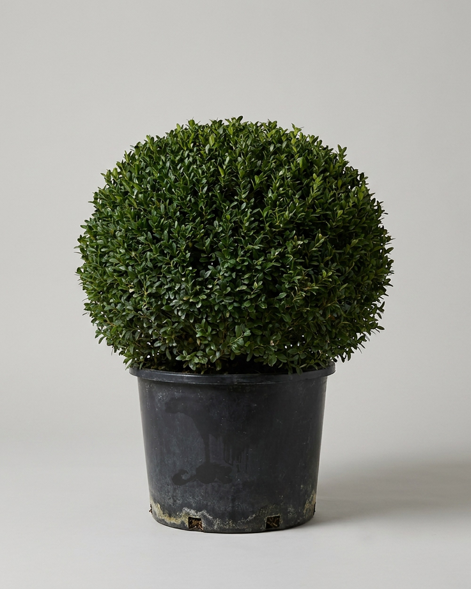Live Wintergem Boxwood Ball Topiary