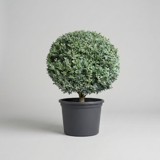 Live Boxwood Ball Topiary, 43-45 in
