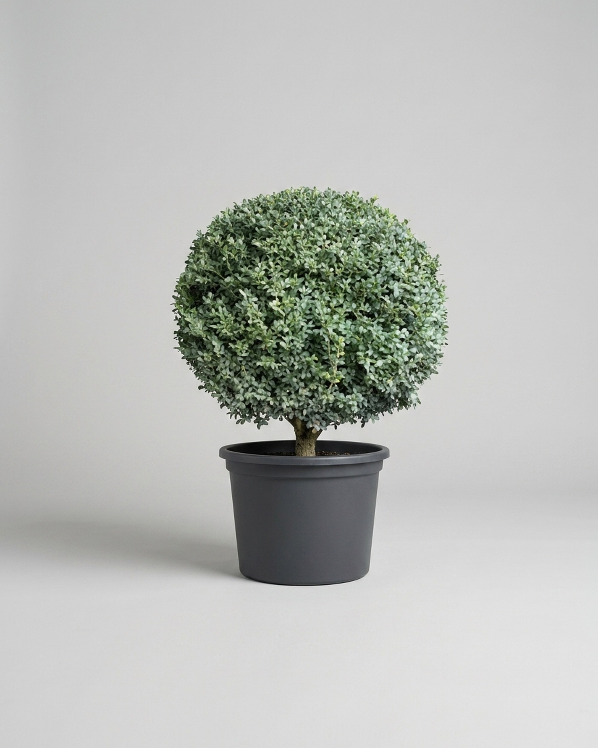 Live Boxwood Ball Topiary, 43-45 in Live Boxwood Ball Topiary, 43-45 in