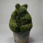 Boxwood Sitting Bear Topiary, 45-48 in