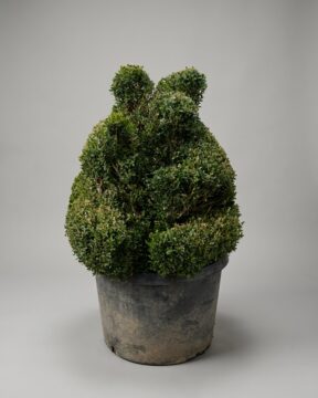 Boxwood Sitting Bear Topiary, 45-48 in