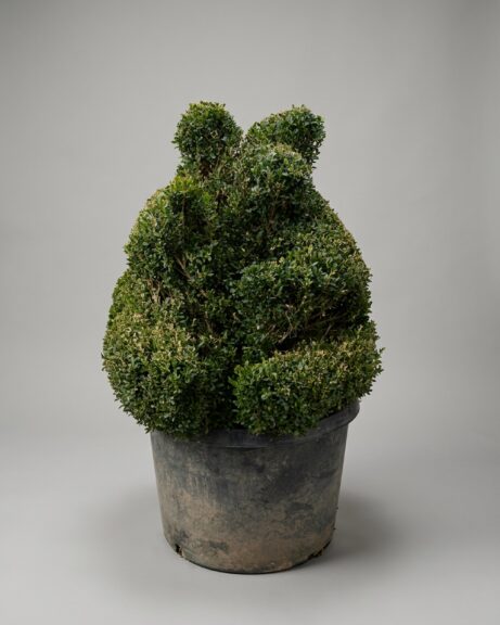 Boxwood Sitting Bear Topiary, 45-48 in