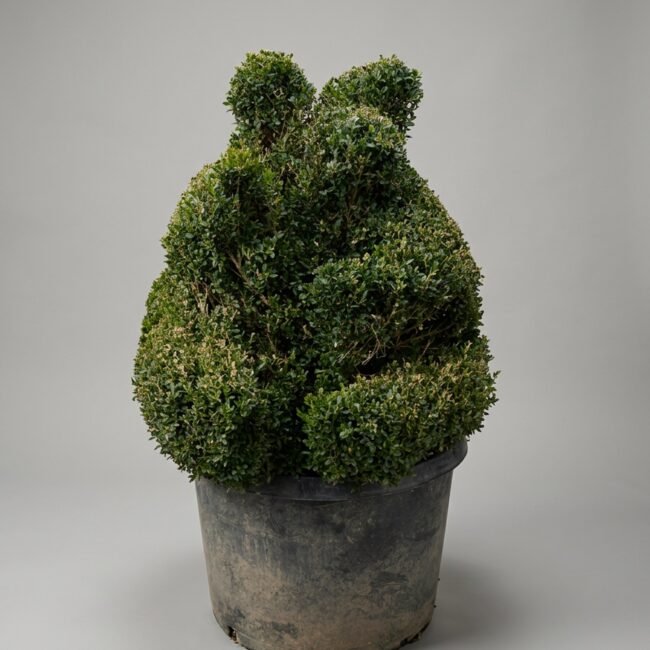 Boxwood Sitting Bear Topiary, 45-48 in