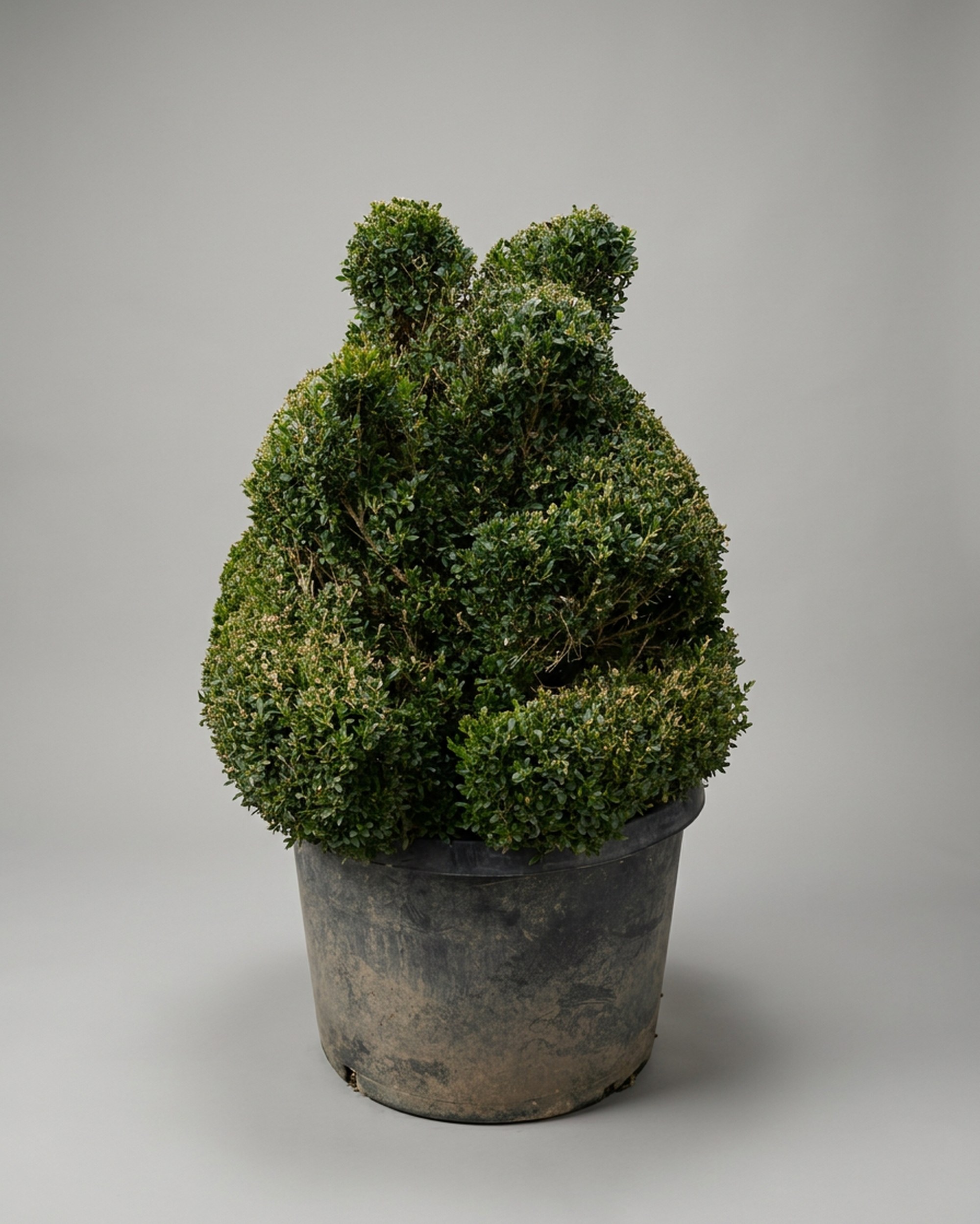 Boxwood Sitting Bear Topiary, 45-48 in