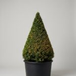 45-48 Inch Live Boxwood Cone Topiary