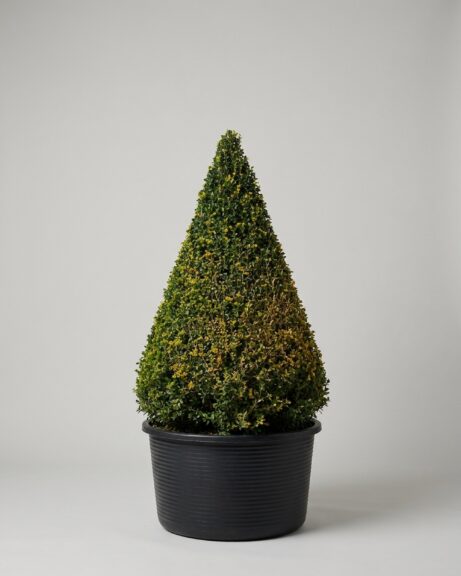 45-48 Inch Live Boxwood Cone Topiary