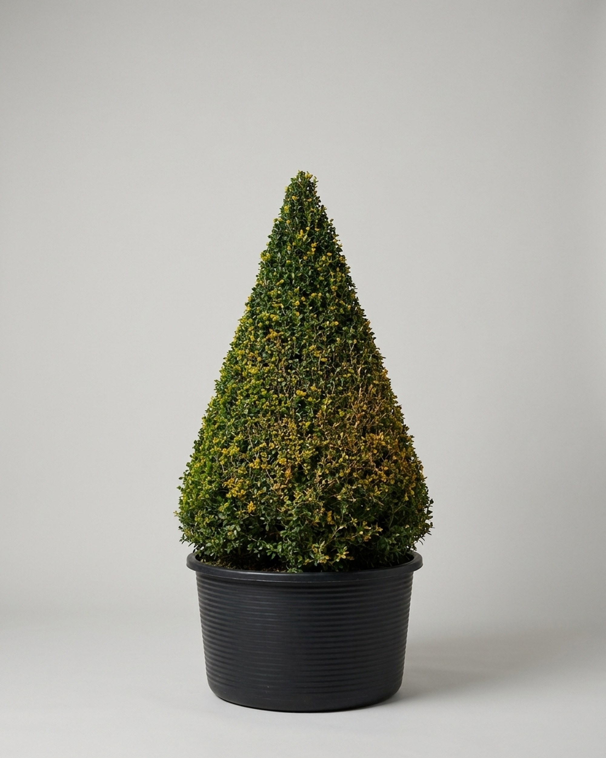 Live Boxwood Cone Topiary, 45–71 in