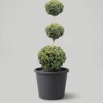 Live Tiered Triple Ball Boxwood Topiary, 48-50 in