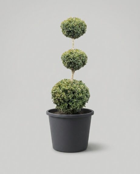 Live Tiered Triple Ball Boxwood Topiary, 48-50 in