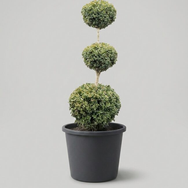 Live Tiered Triple Ball Boxwood Topiary, 48-50 in