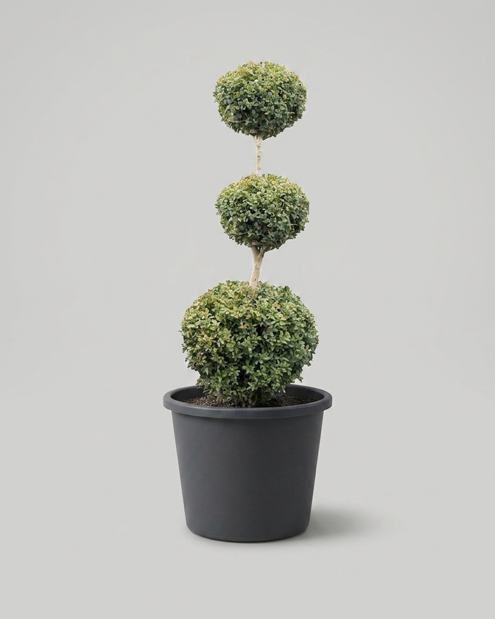 Live Tiered Triple Ball Boxwood Topiary, 48-50 in