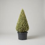 Variegated Boxwood Cone Topiary, 48-52 in
