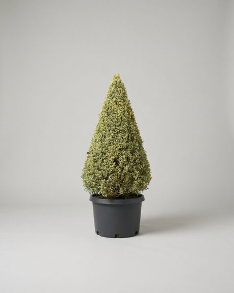 Variegated Boxwood Cone Topiary, 48-52 in