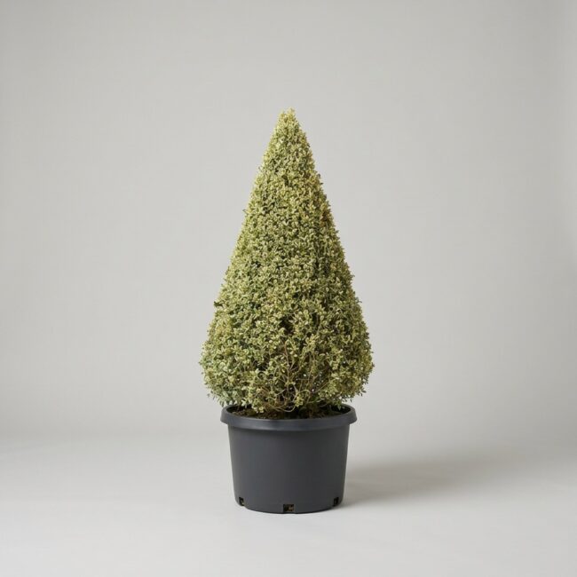Variegated Boxwood Cone Topiary, 48–68 in