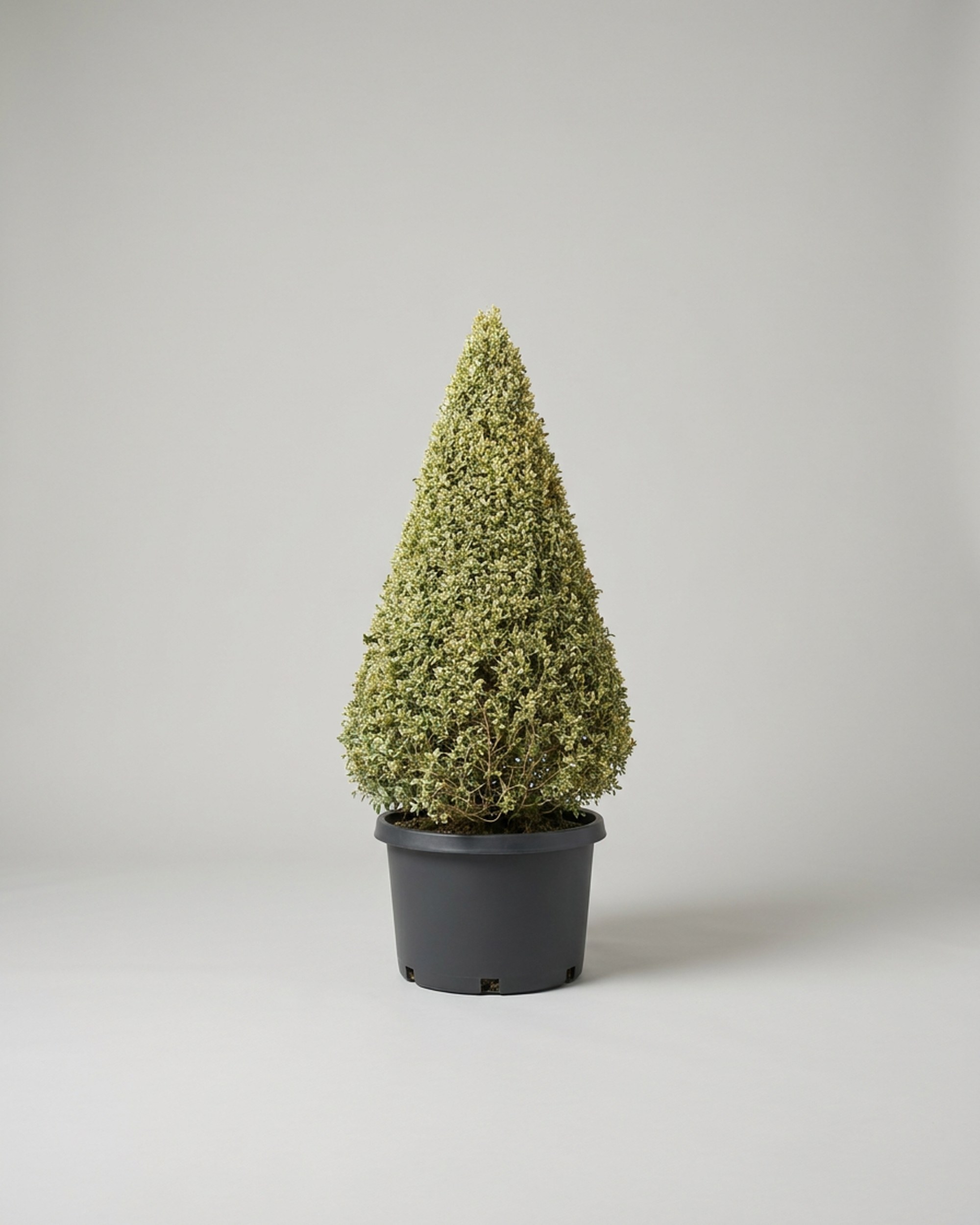 Variegated Boxwood Cone Topiary, 48–68 in
